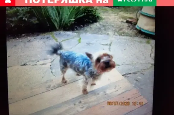 Пропала собака в пос. Лесной городок, Одинцовский район, вознаграждение гарантировано!