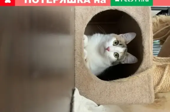 Пропала кошка Нафа, трехцветная, Москва