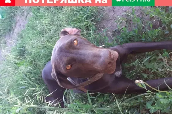 Найдена собака легавая в Белгороде