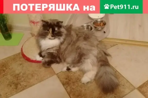 Пропала кошка в Красногорске, ул. Б. Комсомольская, д. 2