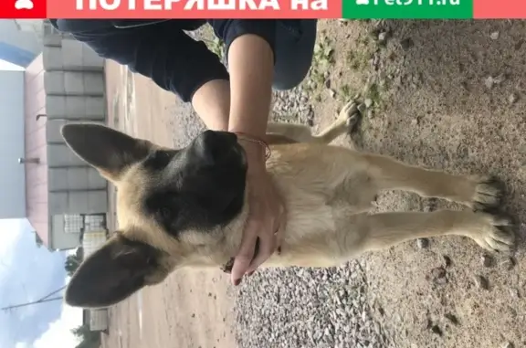 Собака найдена в лесу между Харлу и Ляскеля