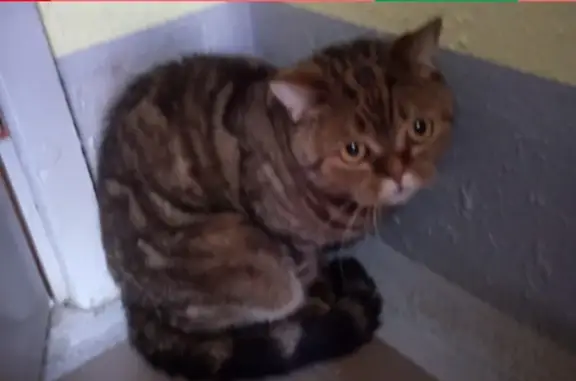 Найдена кошка на Пермякова 69 в Тюмени