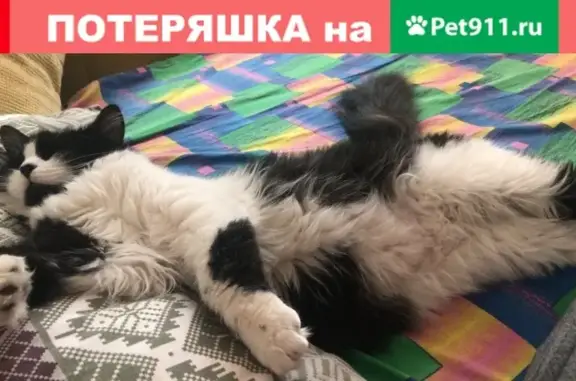 Пропала кошка на Широкой улице, Москва