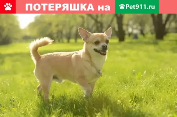 Пропала собака Буч в Мытищах, Московская область