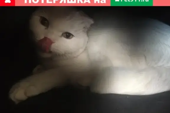 Найдена белая кошка в поселке Александровка, Подольский район