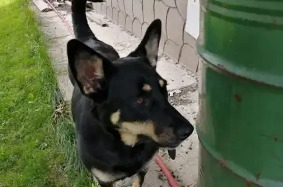 Пропала собака в Гончарах, Московская область