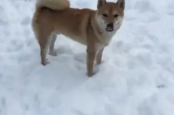 Пропала собака породы Сиба Ину в Ковригино, Московская область