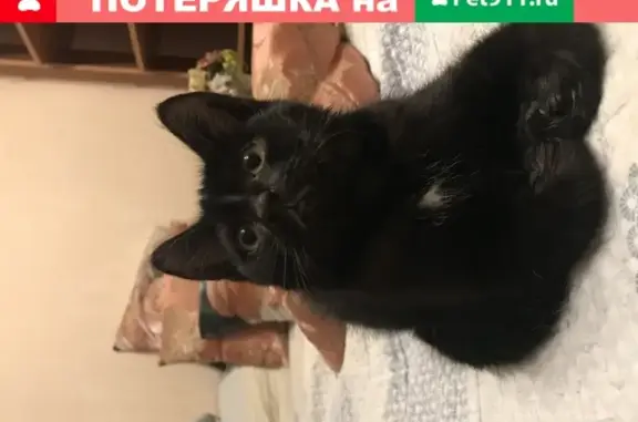 Найдена кошка на ул. Агрохимиков, рп Новоивановское