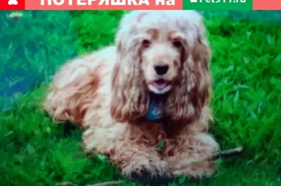 Пропала собака Кокер-спаниель в Мельниково