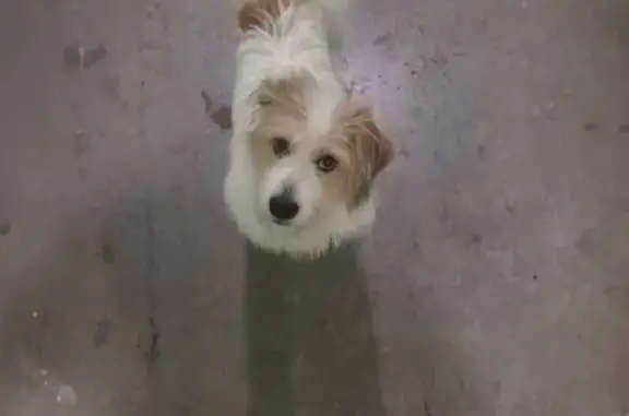 Пропала собака Айма на Братиславской, Москва