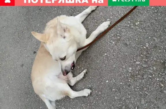 Потерянный пёс на ул. Академика Королёва, Пермь