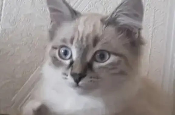 Кошки потеряшки, Ижевск, фото: Потеряшка кошка на улице А.Н. Сабурова, 29