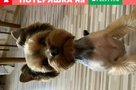 Собаки потеряшки, Ангарск, фото: Потеряшка собака 