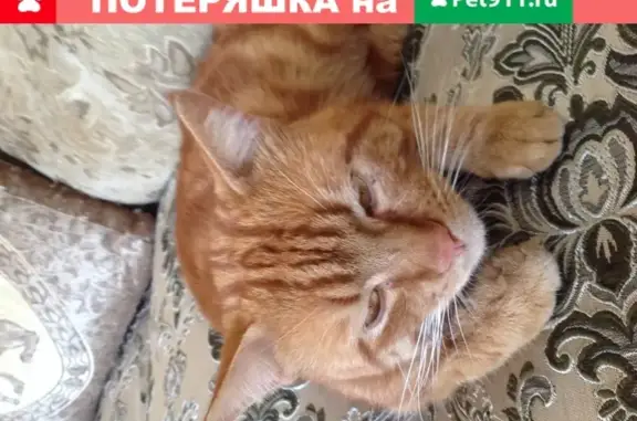 Пропала кошка в Выселковском районе