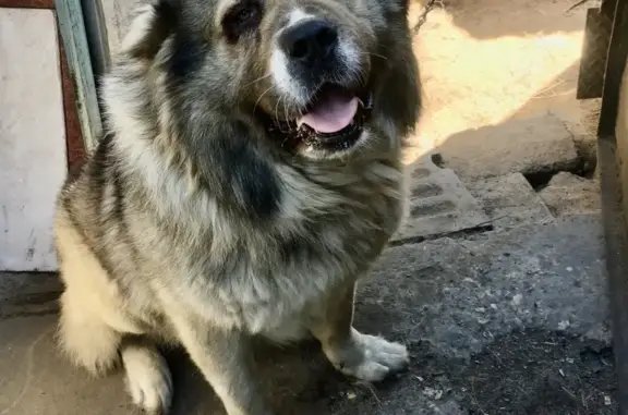 Пропала собака в посёлке Удельная, Московская область