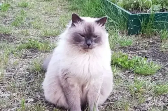 Кошки потеряшки, Санкт-Петербург, фото: Потеряшка кошка Элвис, вознаграждение гарантировано. Форт Ино, Ленобласть.