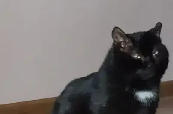 Пропала кошка, черный кот с белым пятнышком, Йошкар-Ола, ул. Куйбышева 55