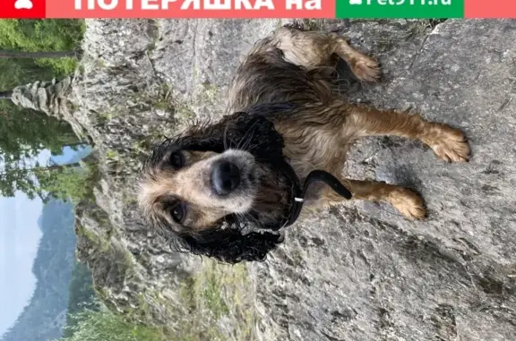 Найдена ласковая собака на берегу реки Катунь