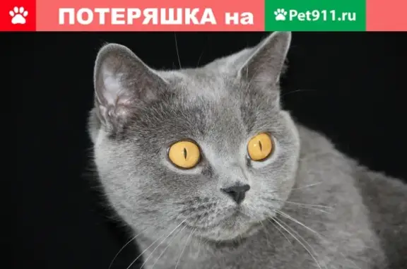 Пропала британская кошка Тима в снт Улыбка-1, Ненашево