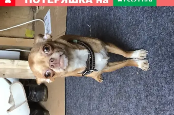 Собака найдена в Царицыно, Москва