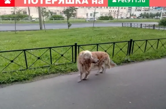 Найдена хромая собака на Косыгина 27