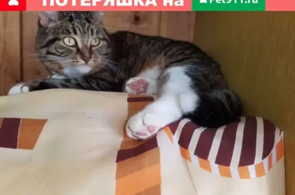 Пропала кошка возле метро Аэропорт, вознаграждение 15 тыс. руб.