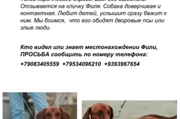 Пропала собака Филя возле мечети «Жихан» в Казани
