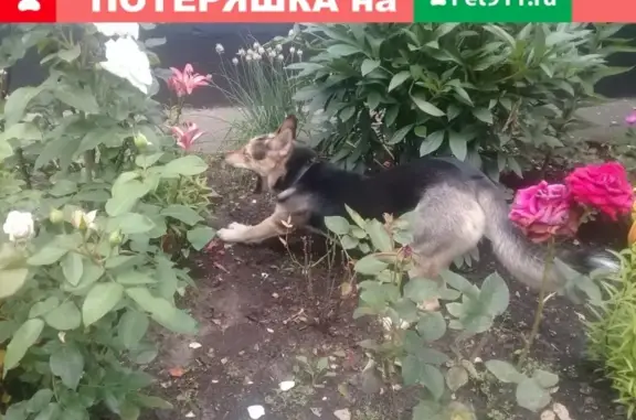 Найдена собака в Отрадном, Москва