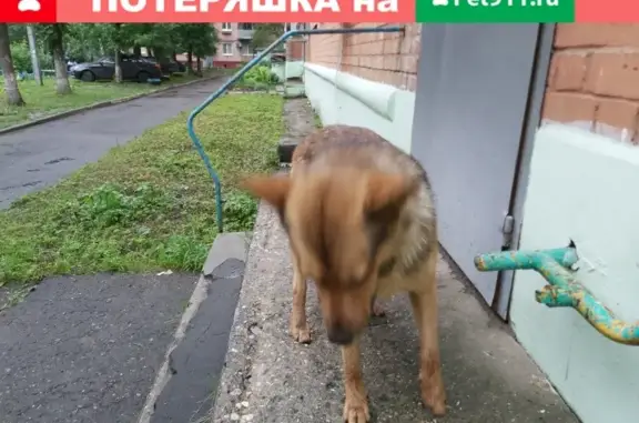 Найдена ласковая собака с розовым ошейником на пр. Победы, Тверь