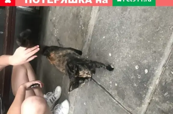 Найдена домашняя черепаховая кошка в Москве