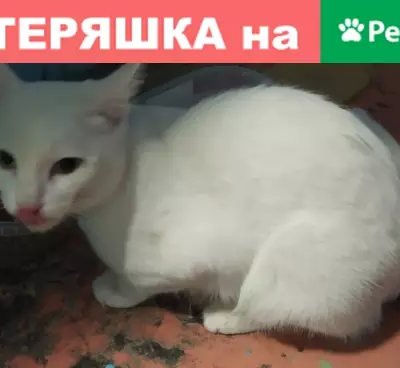Найден белый кот с зелеными глазами в Тюмени