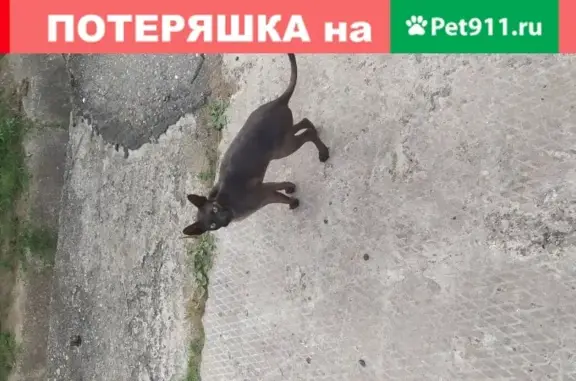 Найден кот породы корниш рекс в Воткинске