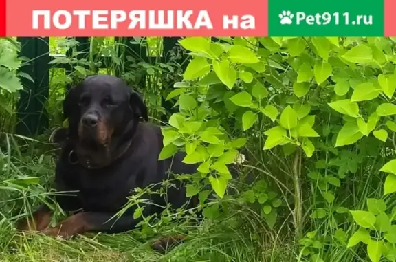 Найдена собака в СНТ Связь, Петровское, Московская область