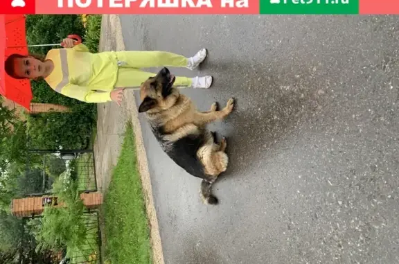 Найдена собака в деревне Бородино, Подольский район