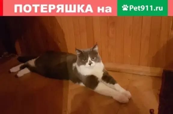 Пропала кошка Пушок в Павловском Посаде