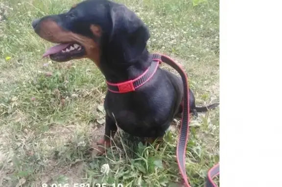 Найдена собака возле пруда в Толочаново, Московская область