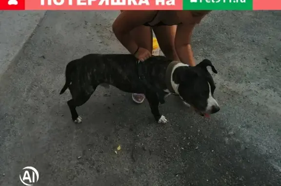Найден добрый пёс на улице Мира, 122