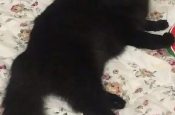 Пропала кошка в Домодедово