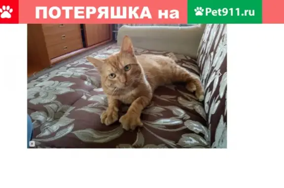 Пропала кошка в районе магазина Улей, Тамбов.