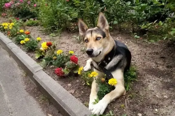 Найдена собака в районе Отрадное, Москва.