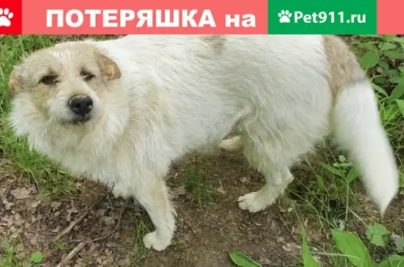 Пропала собака Белка около Деревни Прохорово
