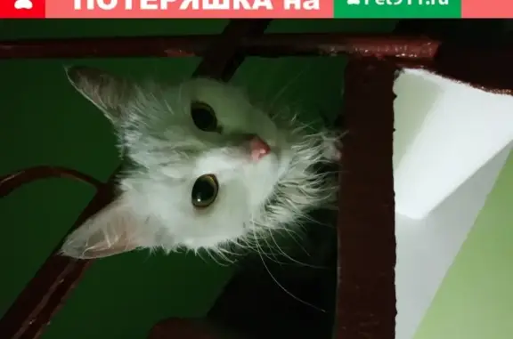 Найдена кошка на Краснопутиловской улице