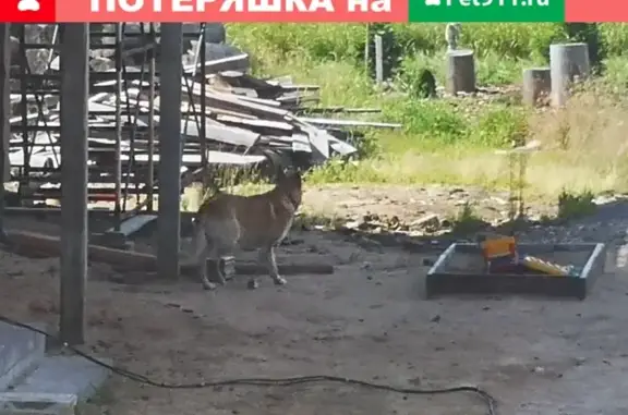 Найдена собака в деревне Кискелово, бегает у 35 дома