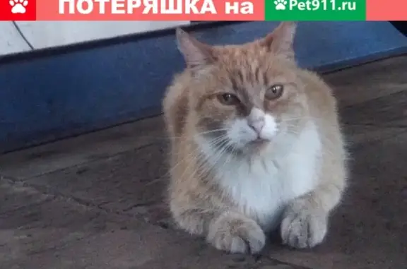 Пропала рыжая кошка на Деповской улице, Великий Новгород