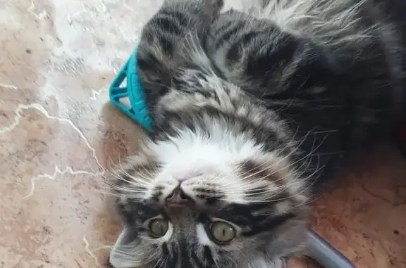 Кошки потеряшки, Владивосток, фото: Потеряшка котенок Ботя, возраст 4 мес, ул. Героев-Тихоокеанцев, 5А