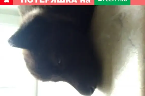 Найдена собака в Москве, метро Первомайская