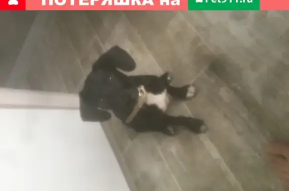 Найдена собака в районе Лауреатов, Норильск