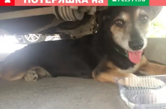 Пропавшая собака на Абсалямова 32 в Казани
