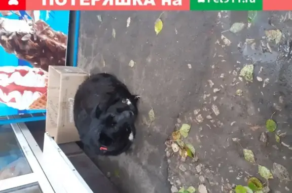 Найдена собака с чипом в Туле, ул. Грибоедова