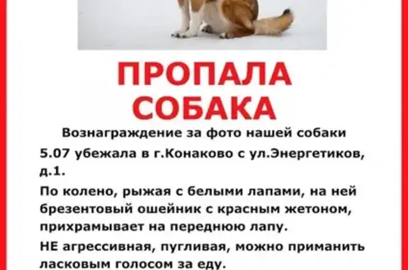 Пропала собака в Конаково, Тверская область: вознаграждение за фото!